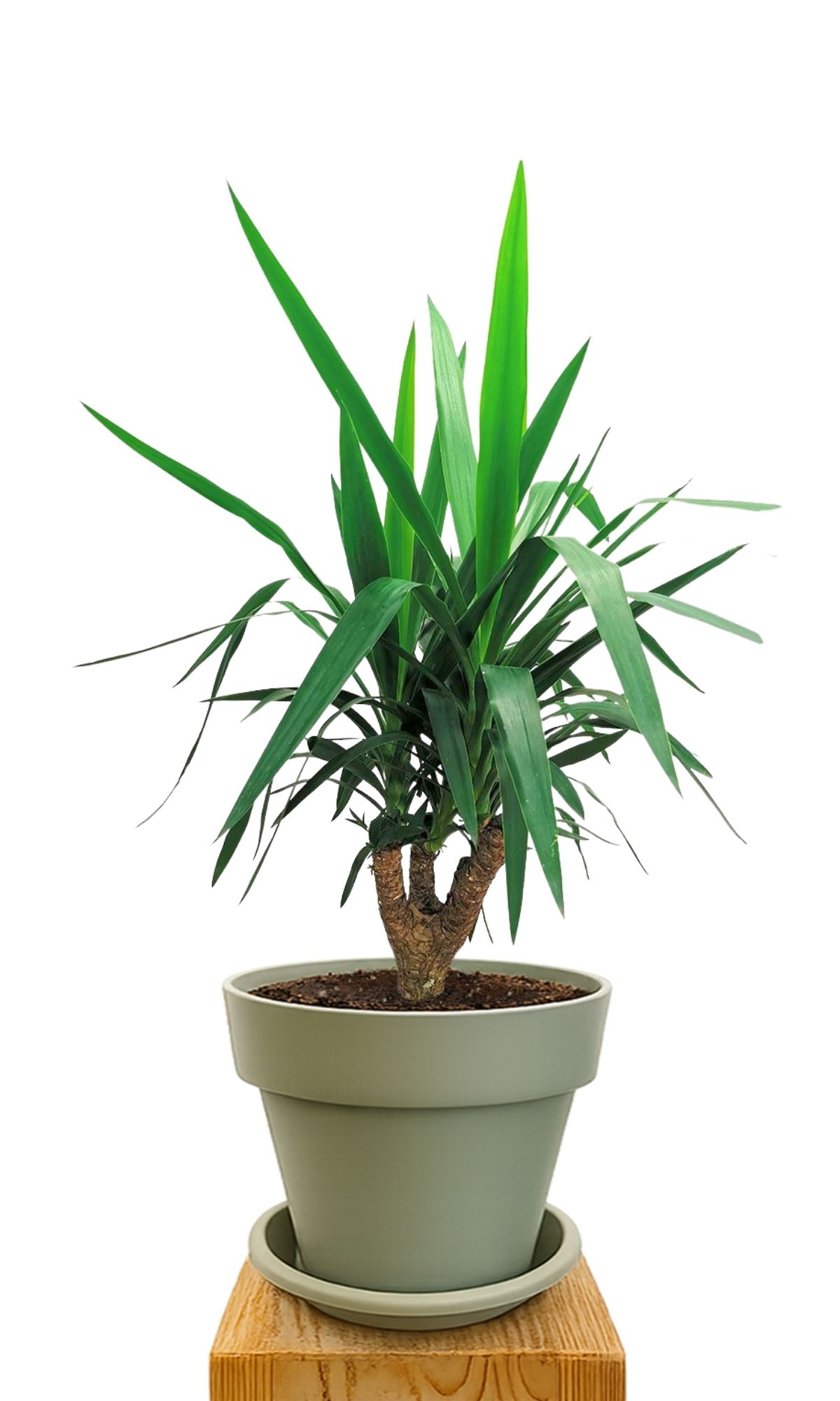 Plant kit 30 Green